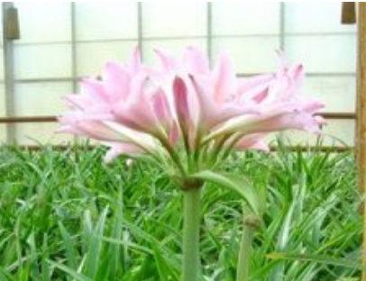 Amarcrinum bloem
