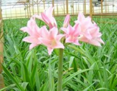Amarcrinum bloem close-up
