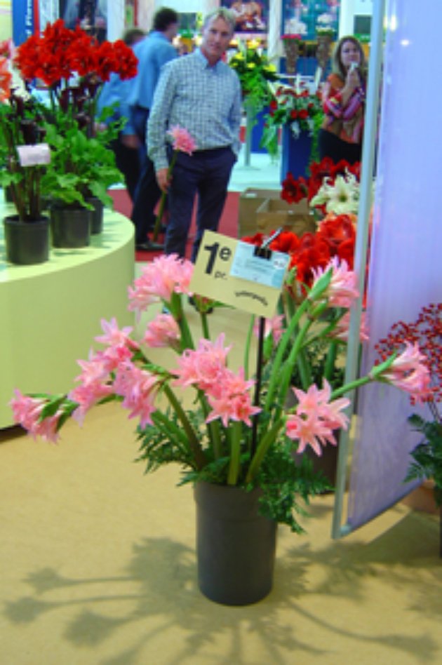 Roze trompetvormige bloemen van Amarcrinum Howardii