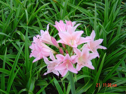 Amarcrinum bloemen