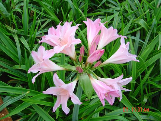 Amarcrinum bloemen