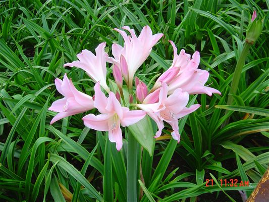 Amarcrinum bloemen