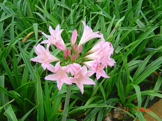 Amarcrinum bloemen